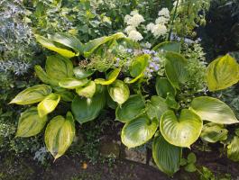 Хоста Gunters prize (L)