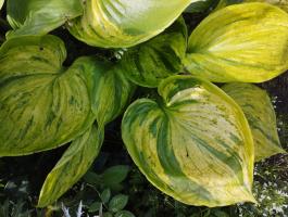 Хоста Gunters prize (L)