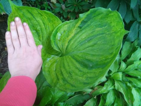 Хоста Gunters prize (L)