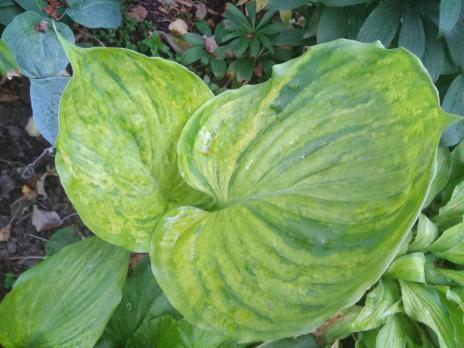 Хоста Gunters prize (L)