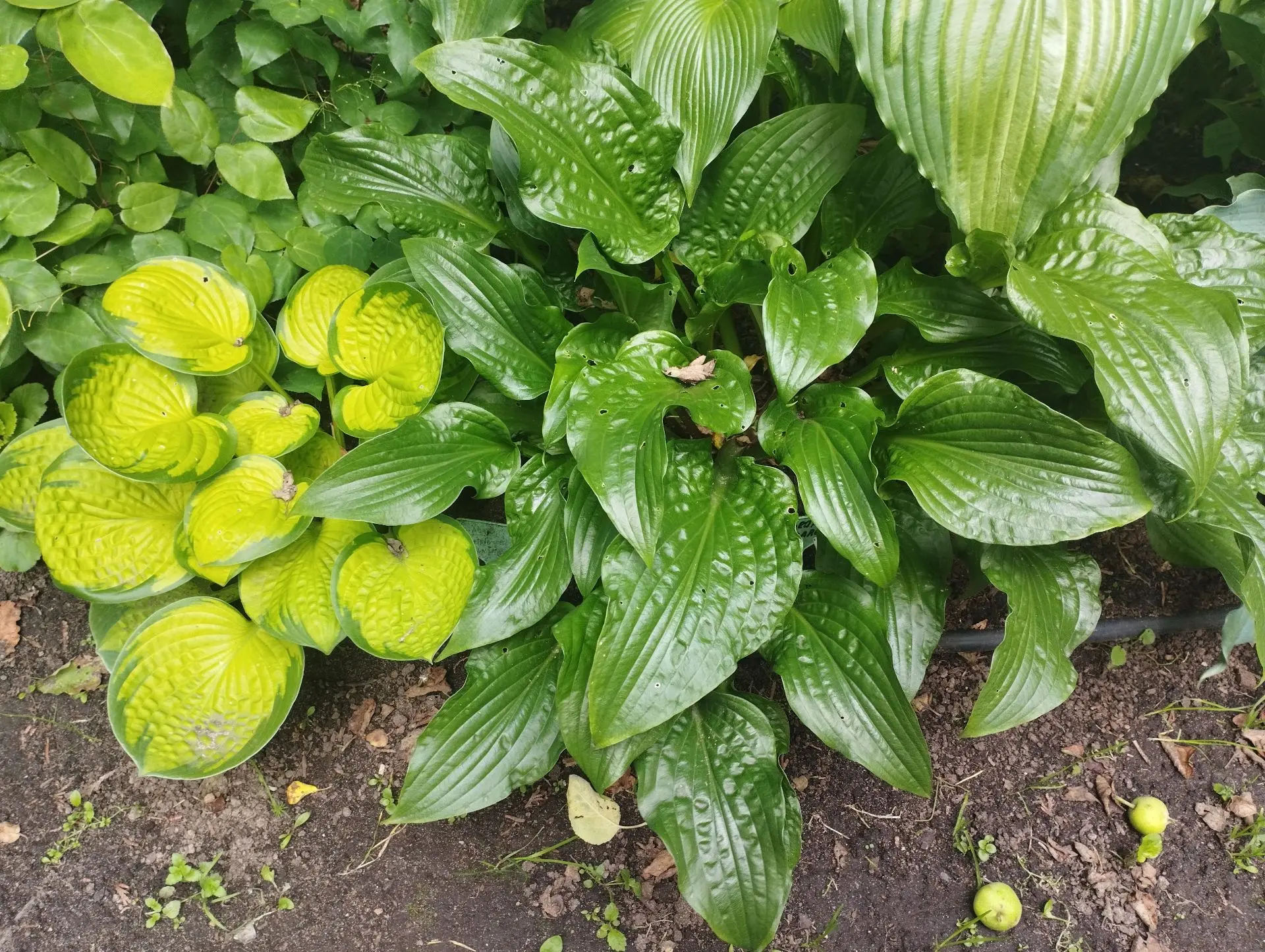 Хоста Leapin lizard (S-M)