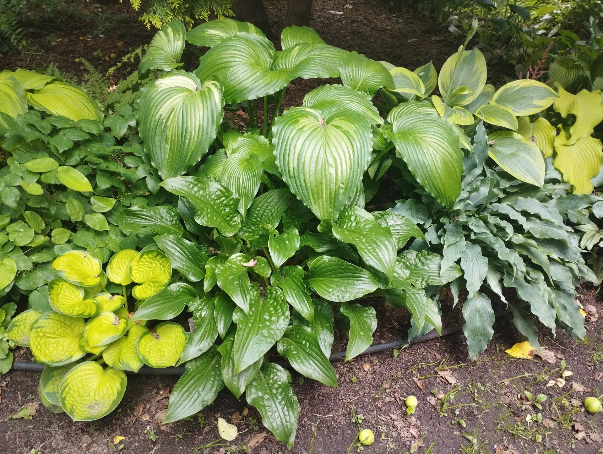 Хоста Leapin lizard (S-M)