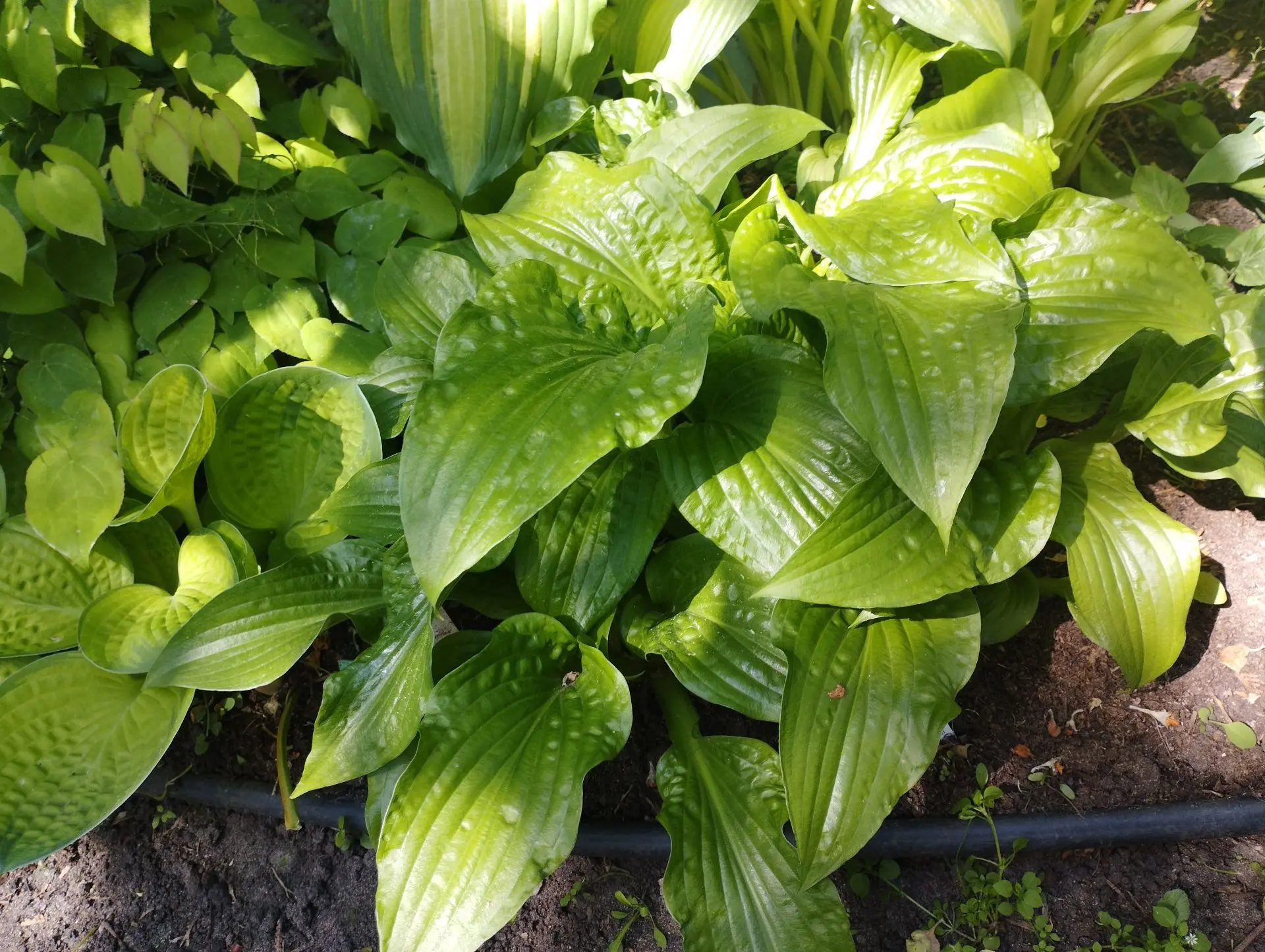 Хоста Leapin lizard (S-M)