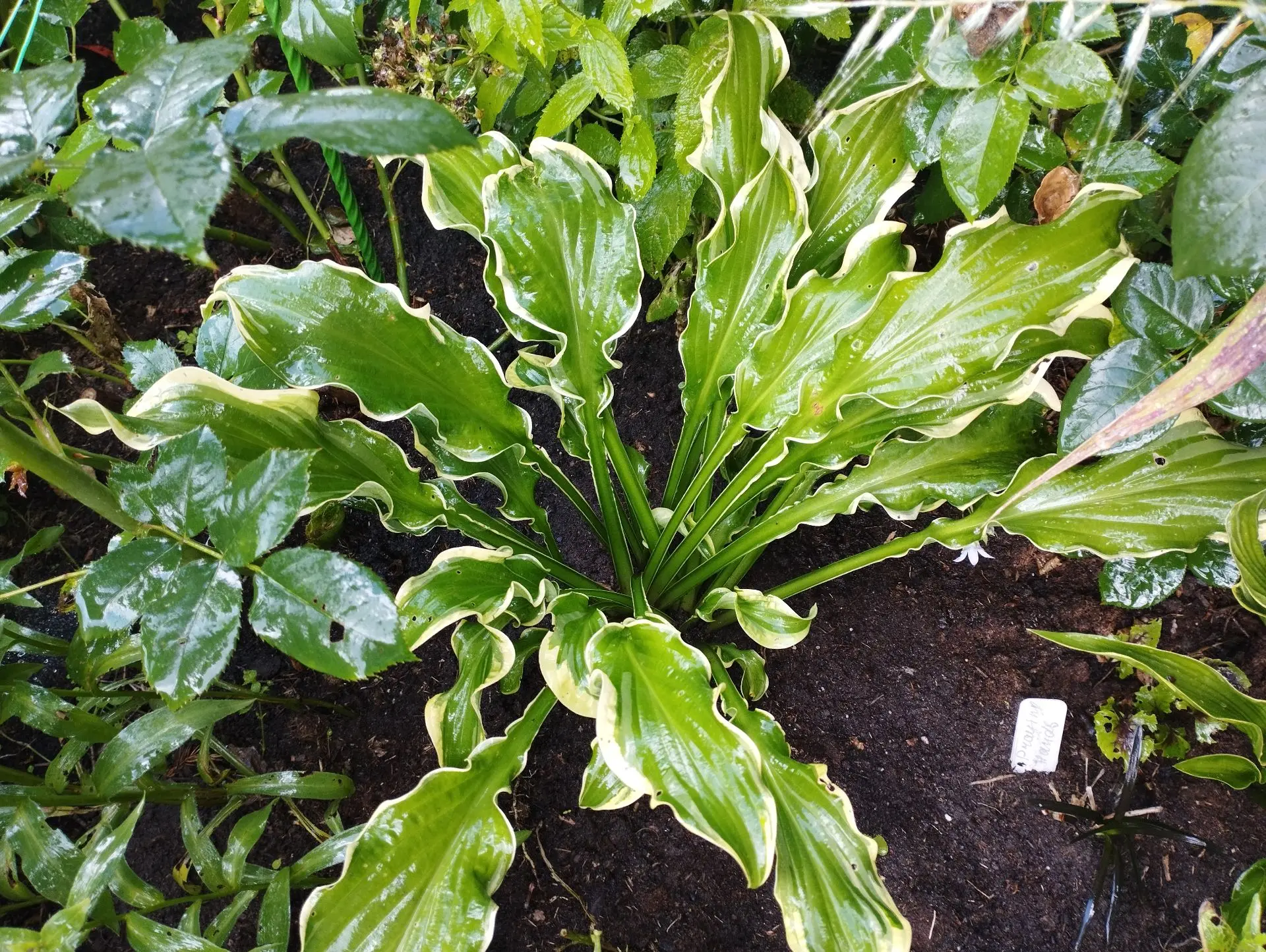 Хоста Let's twist again (S)