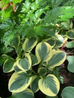 Хоста Lucky mouse (Mini)