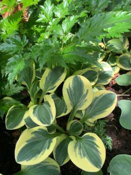 Хоста Lucky mouse (Mini)