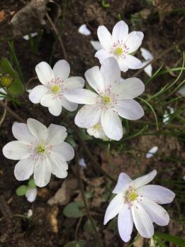 Печеночница белая с розовыми тычинками (Nobilis)