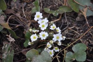 Печеночница белая с зелеными тычинками (Nobilis)