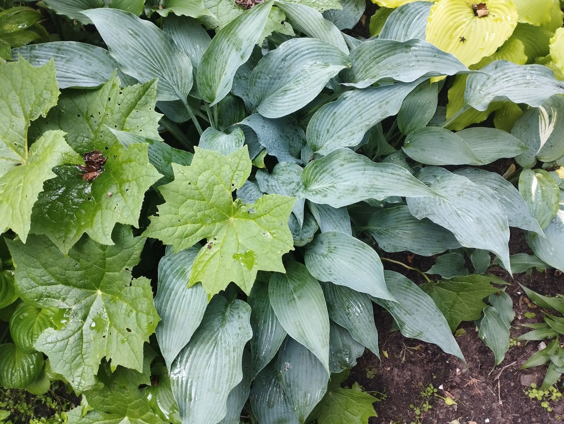 Хоста Neptune (L-M)