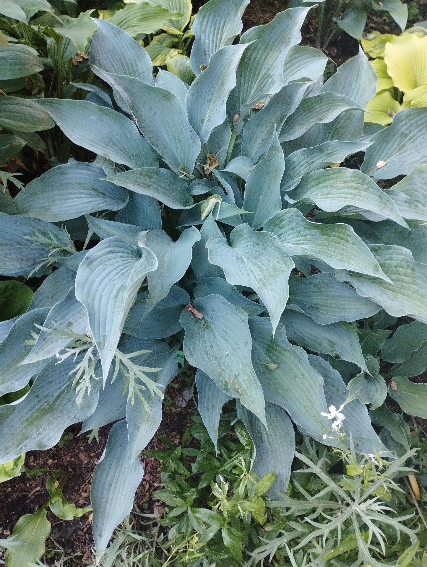 Хоста Neptune (L-M)