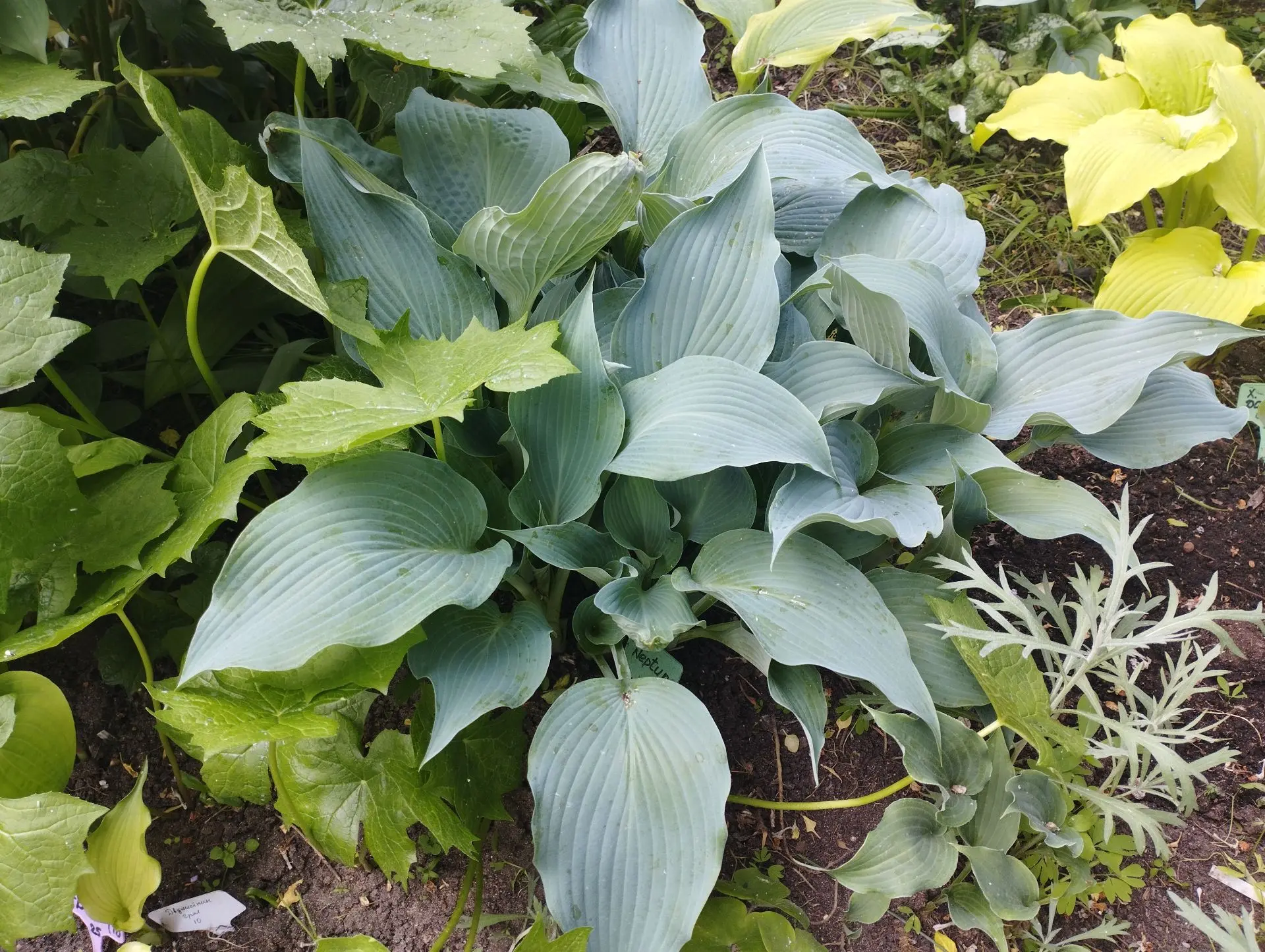 Хоста Neptune (L-M)