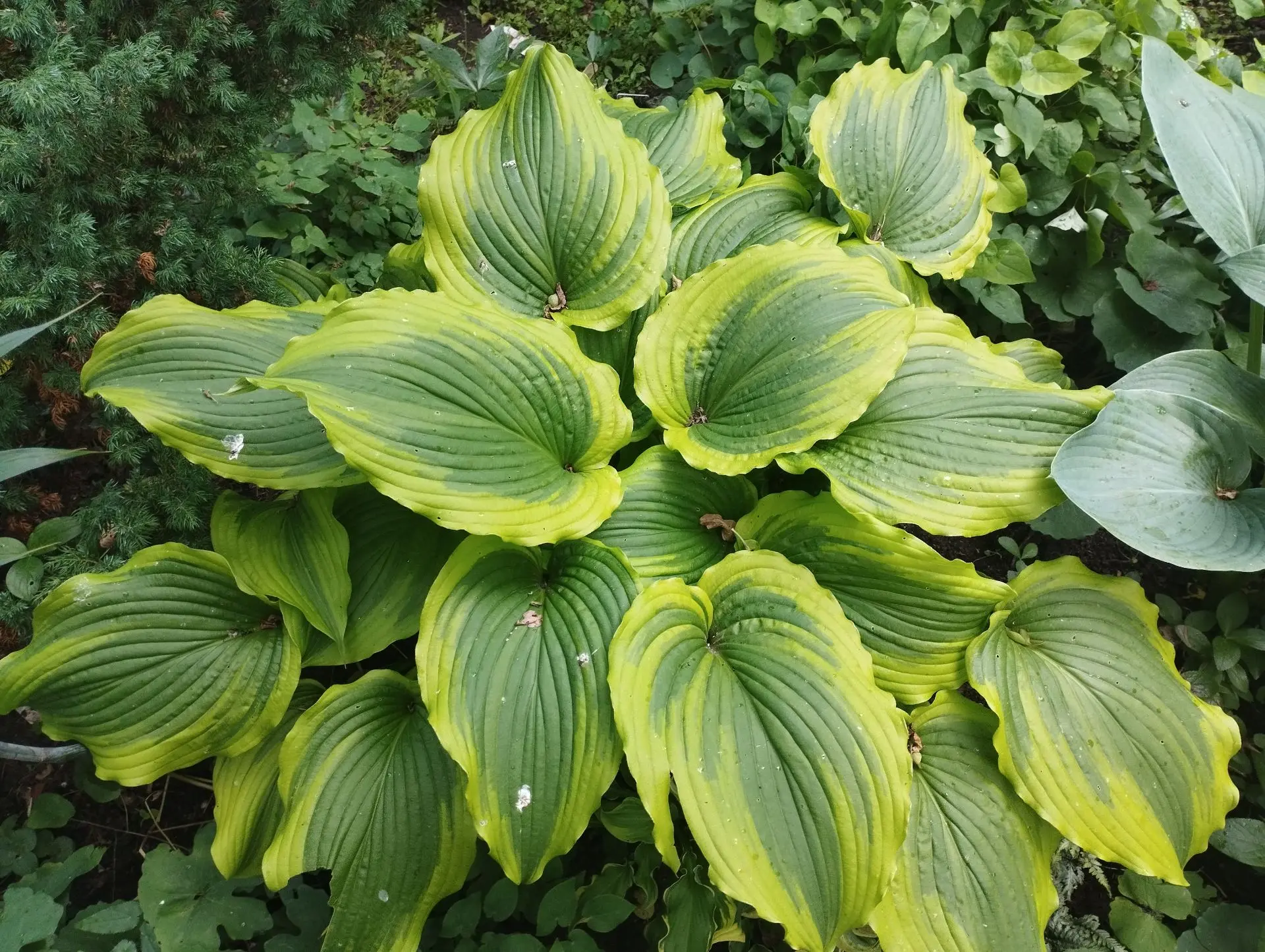 Хоста One last dance (L-M)