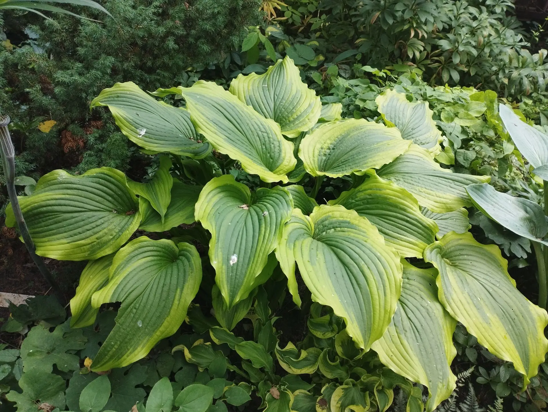 Хоста One last dance (L-M)