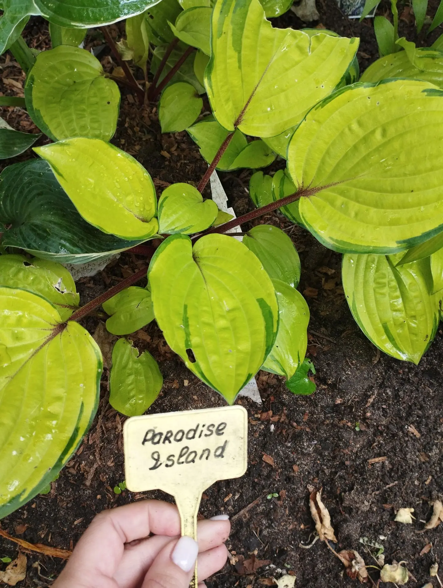 Хоста Paradise island (S)