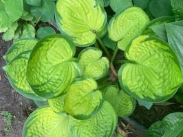 Хоста Rainforest sunrise (S)