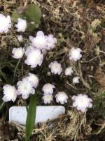 Печеночница Мария Луиза