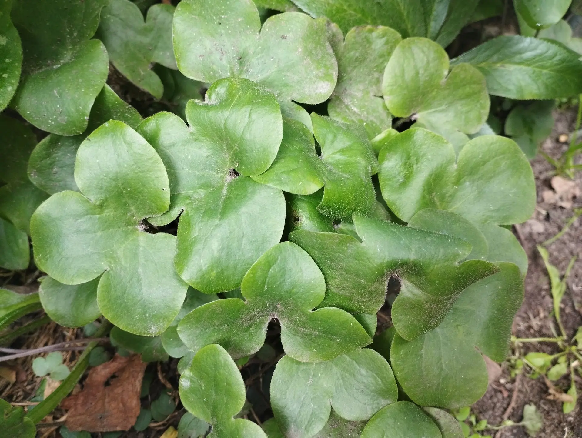 Печеночница Розовая Plena