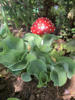 Хоста Ruffled mouse ears (Mini)