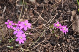 Печеночница Розовая (Nobilis)
