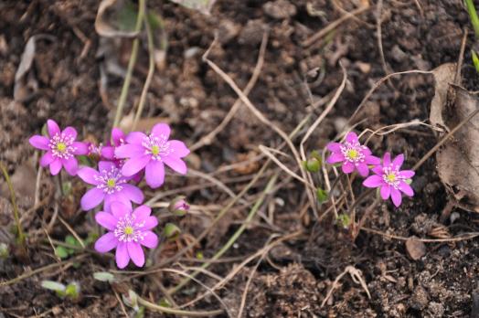 Печеночница Розовая (Nobilis)