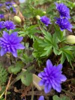 Печеночница Синяя Plena