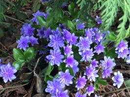 Печеночница Синяя Plena