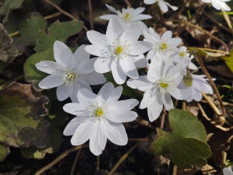 Печеночница Аlba eisvogel (Transsilvanica)