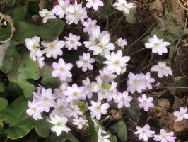 Печеночница Цвет яблони (Nobilis)