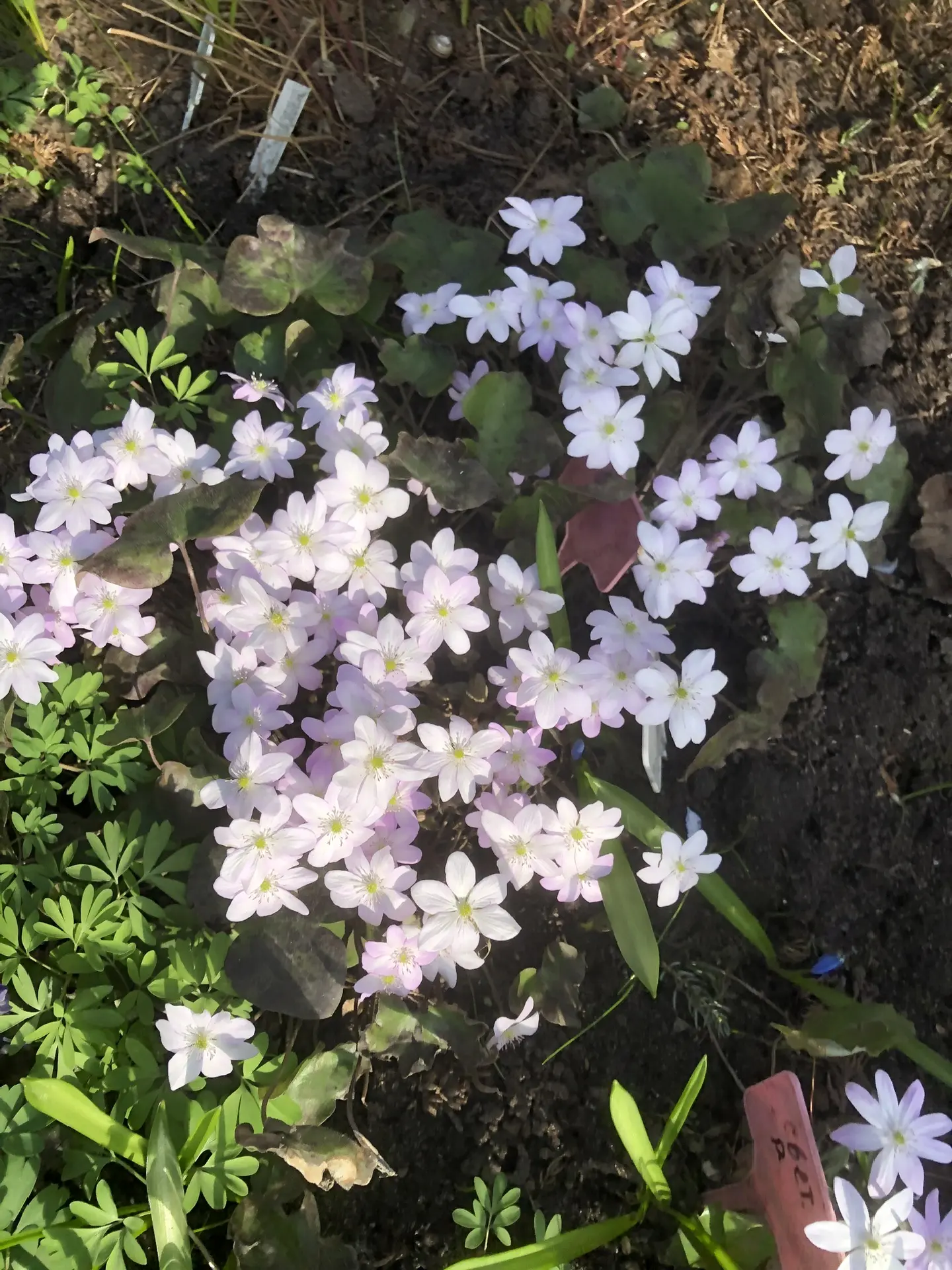 Печеночница Цвет яблони (Nobilis)