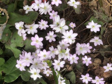 Печеночница Цвет яблони (Nobilis)