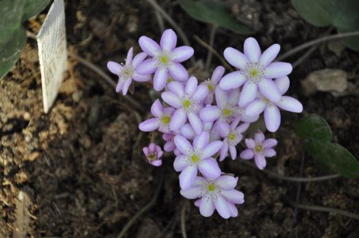 Печеночница Цвет яблони (Nobilis)