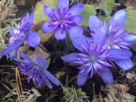 Печеночница Еlison spence (Трансильванская)