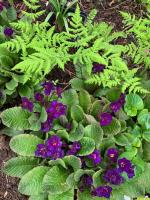 Примула Vulgaris Strong beer (Гибридная)