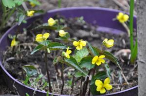 Фиалка Biflora (Двуцветковая)