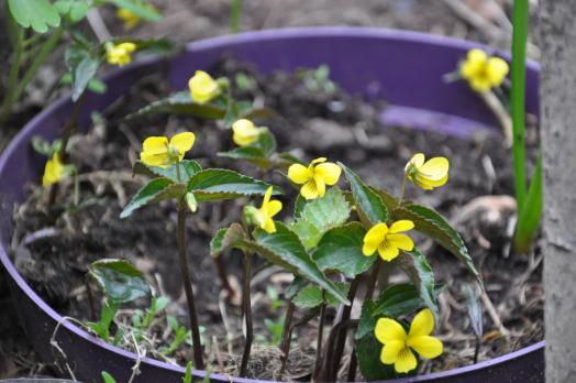 Фиалка Biflora (Двуцветковая)