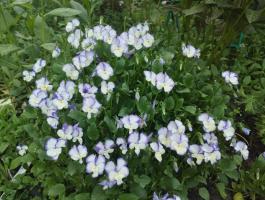 Фиалка Rebecca (Рогатая)