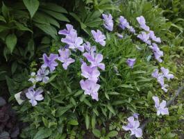 Фиалка Boughton Blue (Рогатая)