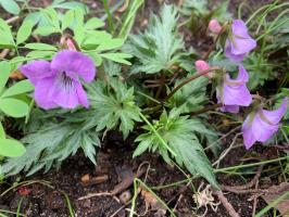 Фиалка Silver samurai (Грифорогая-корейская)