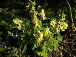 Хохлатка Bracteata (крупноприцветниковая)