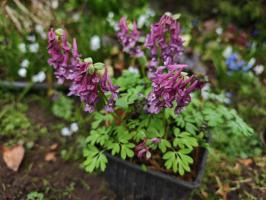 Хохлатка Solida