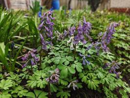 Хохлатка Solida