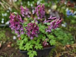 Хохлатка Solida