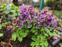 Хохлатка Solida