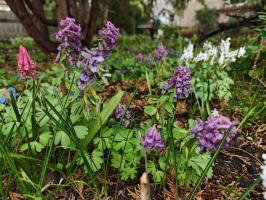 Хохлатка Solida