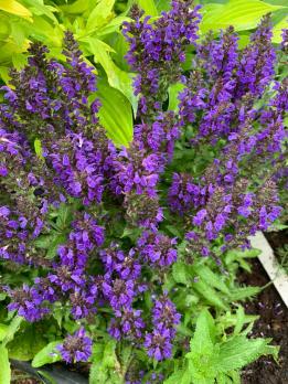 Шалфей Marcus (Дубравный)