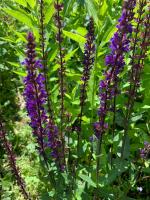 Шалфей Caradonna (Дубравный)