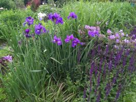 Шалфей Caradonna (Дубравный)