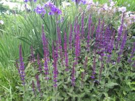 Шалфей Caradonna (Дубравный)