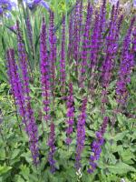 Шалфей Caradonna (Дубравный)