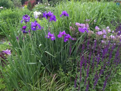 Шалфей Caradonna (Дубравный)